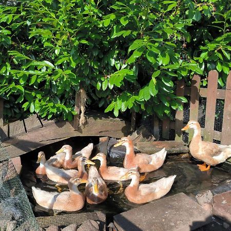 Ferienwohnung Mohnkopf - Unterkunft Fuer 2 Bis 3 Personen Mit Terrasse Jerrishoe المظهر الخارجي الصورة